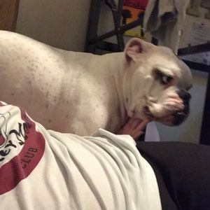 Meet your Posher, Bella